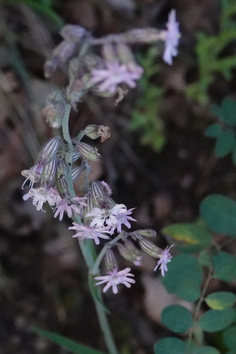 Silene scouleri Hooker (Pringle's Catchfly)