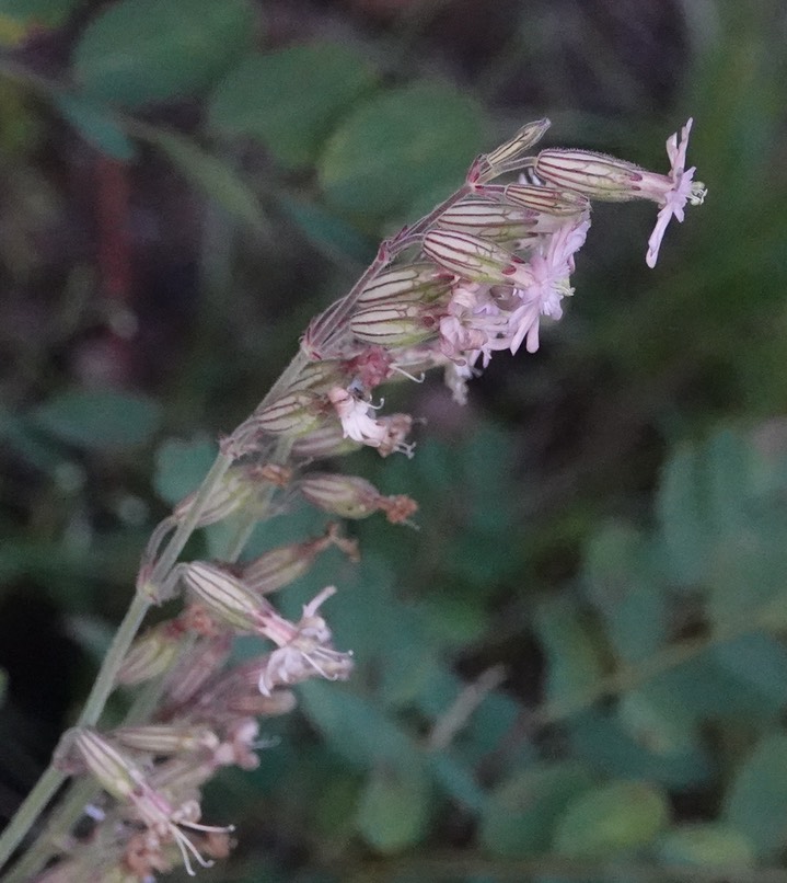 Silene scouleri Hooker (Pringle's Catchfly)