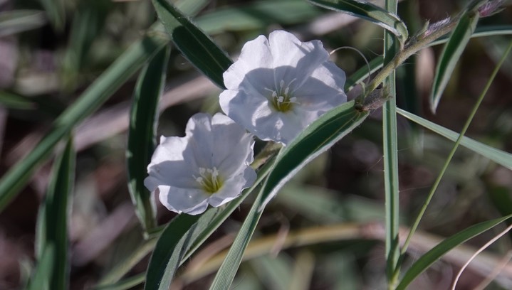 Silky Evolvulus - Evolvulus sericeus var. sericeus2