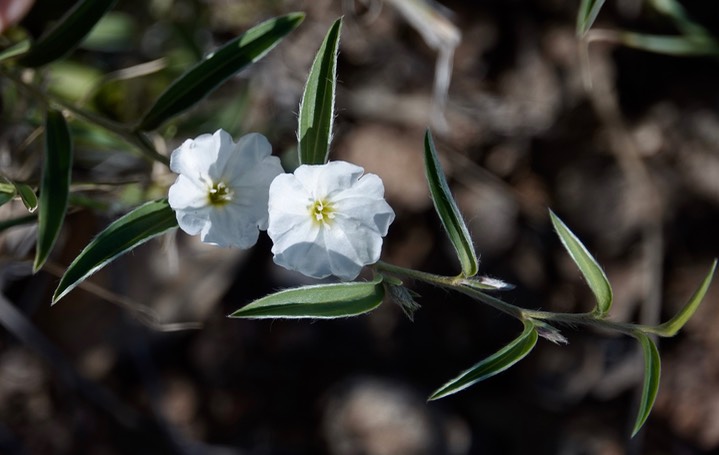 Silky Evolvulus - Evolvulus sericeus var. sericeus3