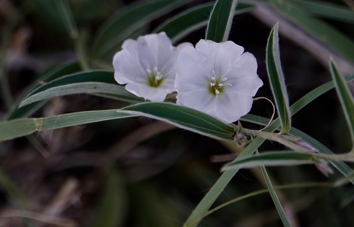 Silky Evolvulus - Evolvulus sericeus var. sericeus1