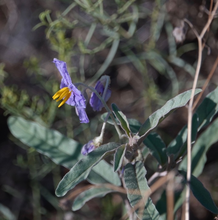 Silverleaf Nightshade - Solanum elaeagnifolium1