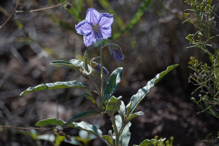 Silverleaf Nightshade - Solanum elaeagnifolium