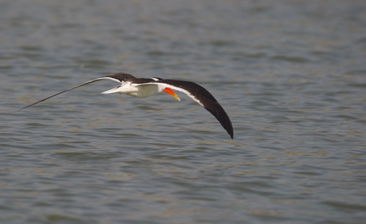 Skimmer, Indian 1