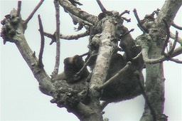 Sloth, Brown-throated Three-toed 4