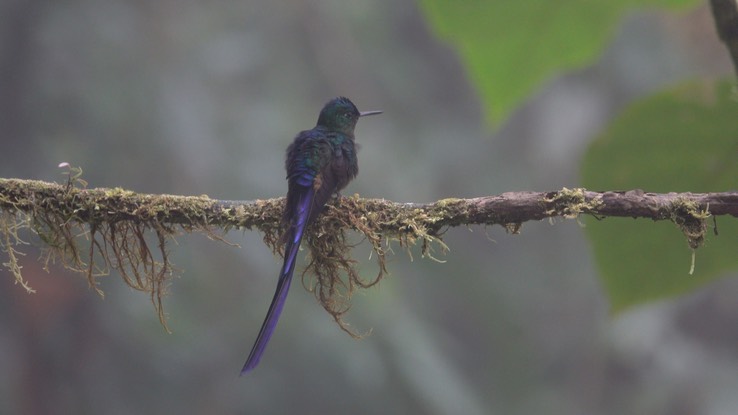 Slyph, Violet-tailed (Cerro Montezuma, Colombia)