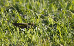 Snipe, Jack. Lymnocryptes minimus