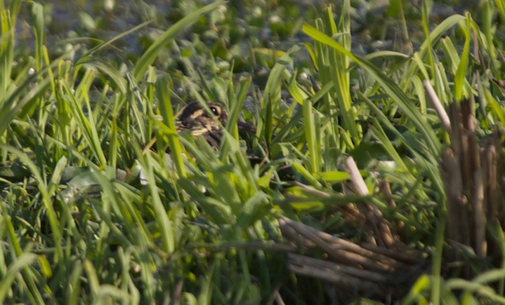 Snipe, Jack. Lymnocryptes minimus2
