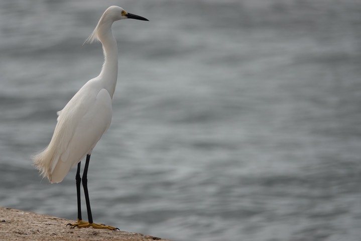  Snowy Egret, Egretta thula    9