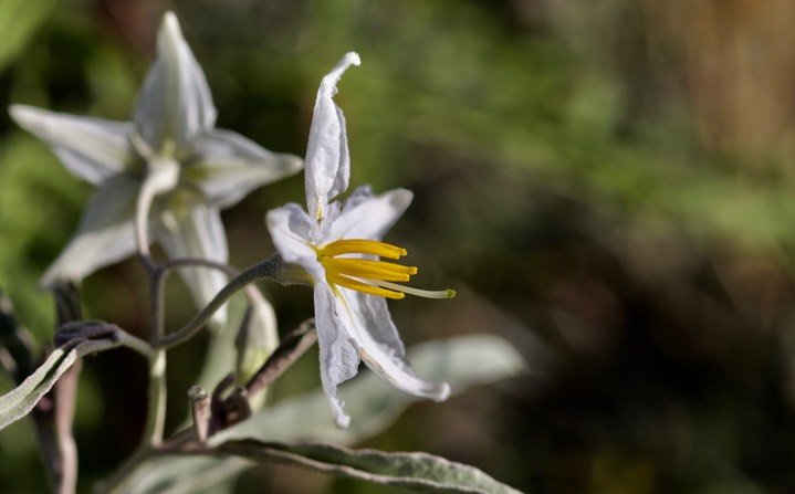 Solanum elaeagnifolium, Silverleaf Nightshade2