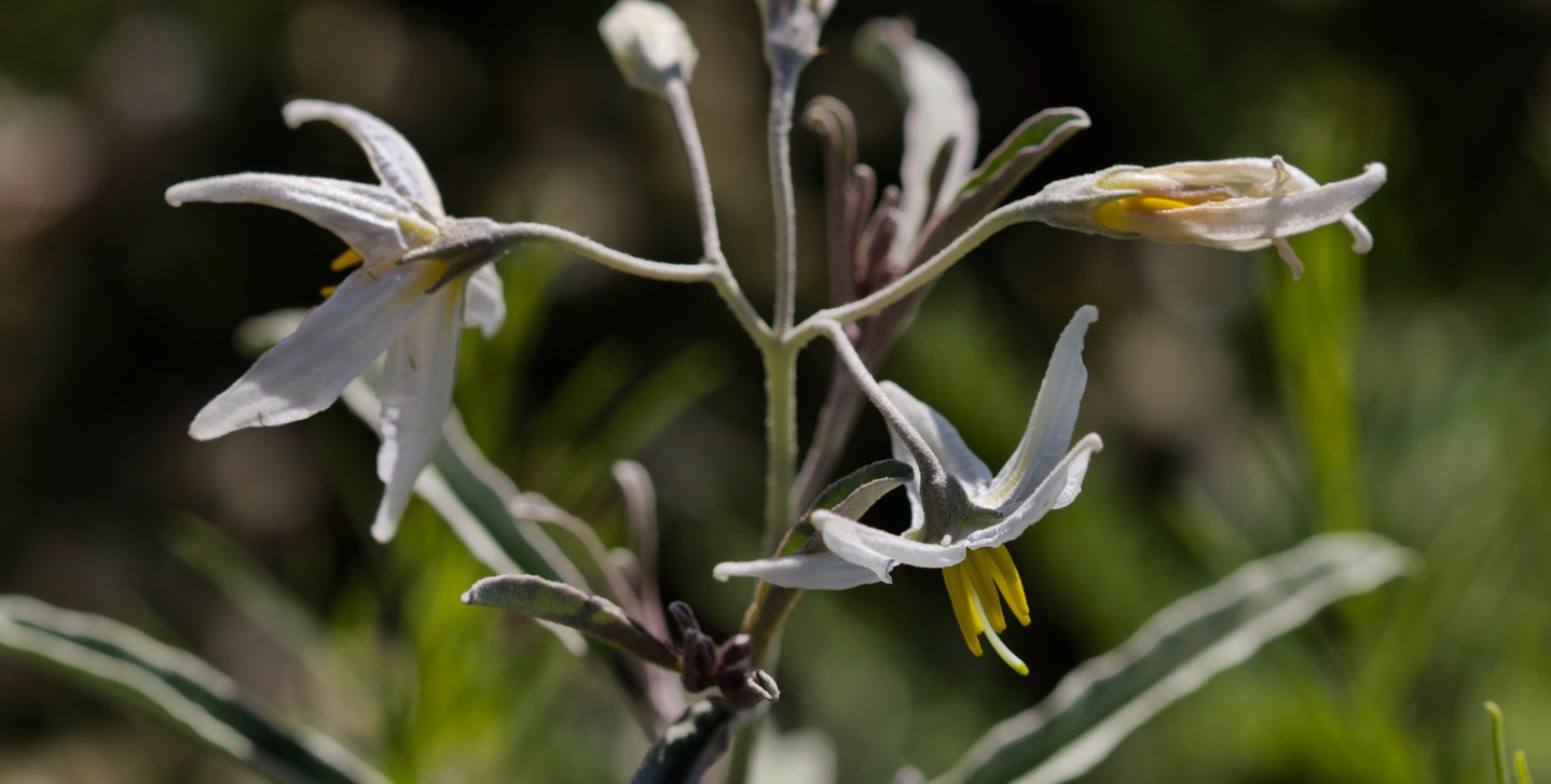 Solanum elaeagnifolium, Silverleaf Nightshade1