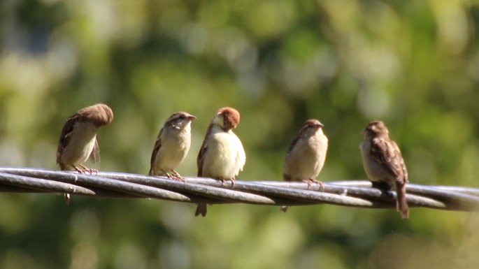 Sparrow, Cinnamon 1