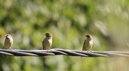 Sparrow, Cinnamon