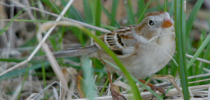 Sparrow, Field Spizella pusilla Stones River 1