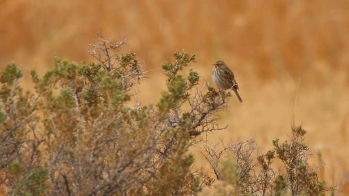 Sparrow, Song (Oregon)