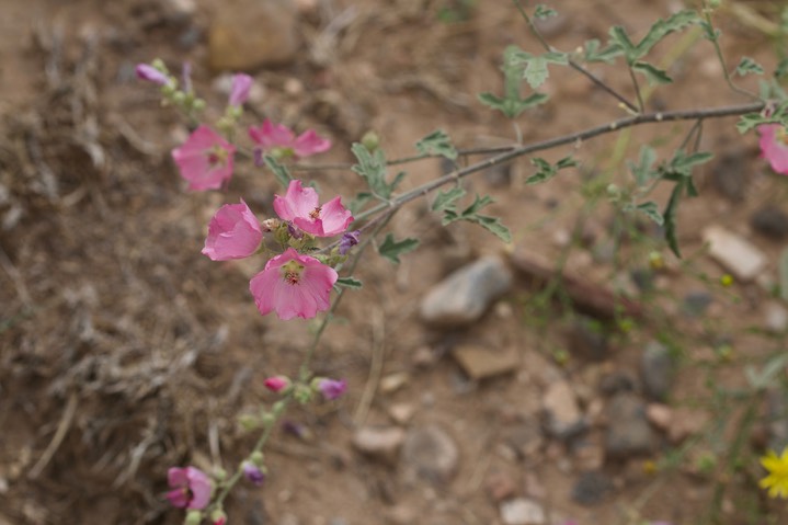 Sphaeralcea coccinea, Scarlet Globemallow2