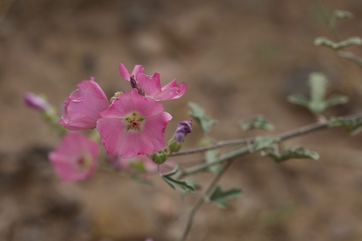 Sphaeralcea coccinea, Scarlet Globemallow1
