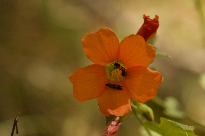 Sphaeralcea fendleri Gray var. fendleri, Fendler Globemallow1