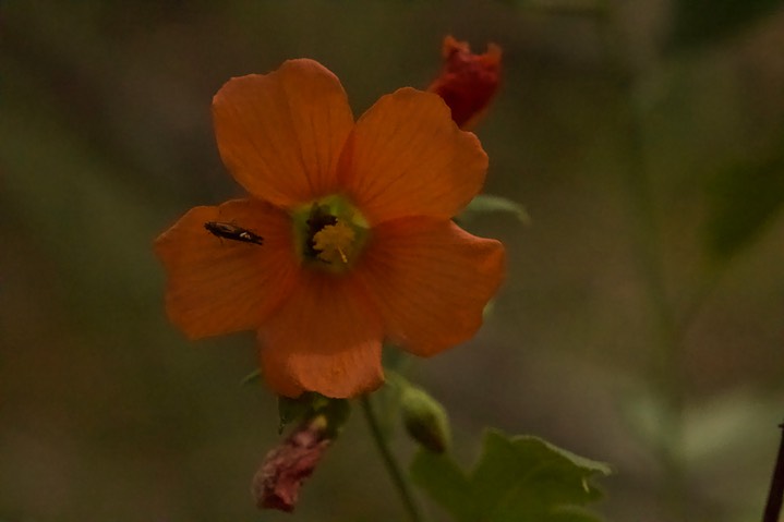 Sphaeralcea fendleri Gray var. fendleri, Fendler Globemallow2