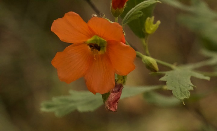 Sphaeralcea fendleri Gray var. fendleri, Fendler Globemallow4