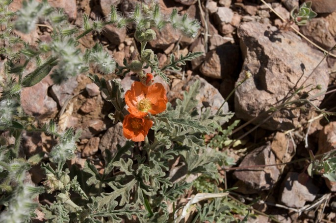 Sphaeralcea fendleri1