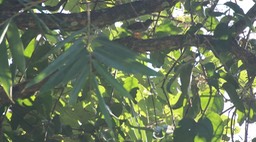 Spiderhunter, Streaked