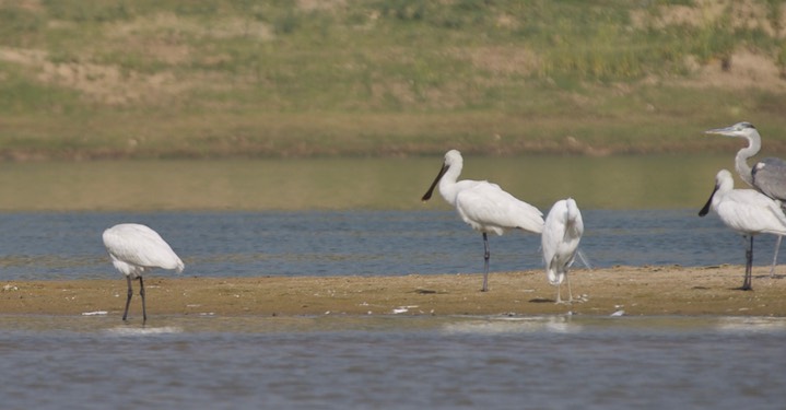 Spoonbill, Eurasian. Platalea leucorodia
