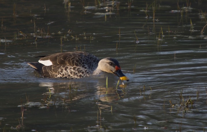 Spot-billed Duck k2
