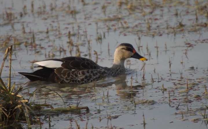 Spot-billed Duck