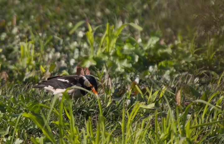 Starling, Asian Pied  Sturnus contra