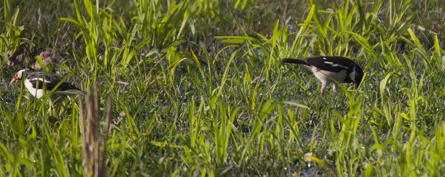 Starling, Asian Pied  Sturnus contra2