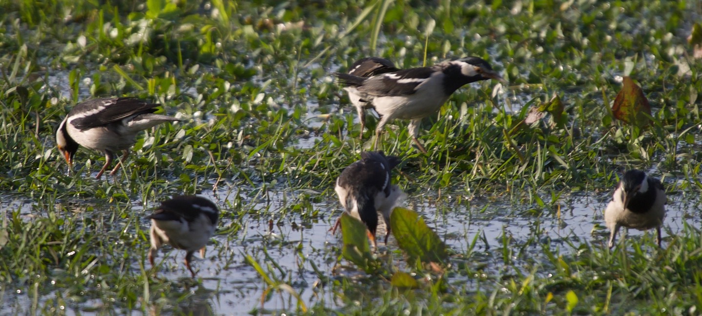 Starling, Asian Pied 3