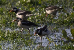 Starling, Asian Pied 4