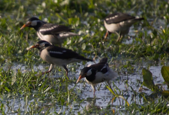 Starling, Asian Pied 4