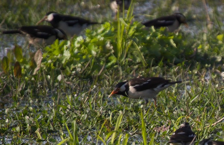 Starling, Asian Pied2