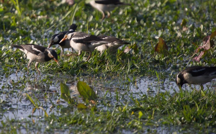 Starling, Asian Pied