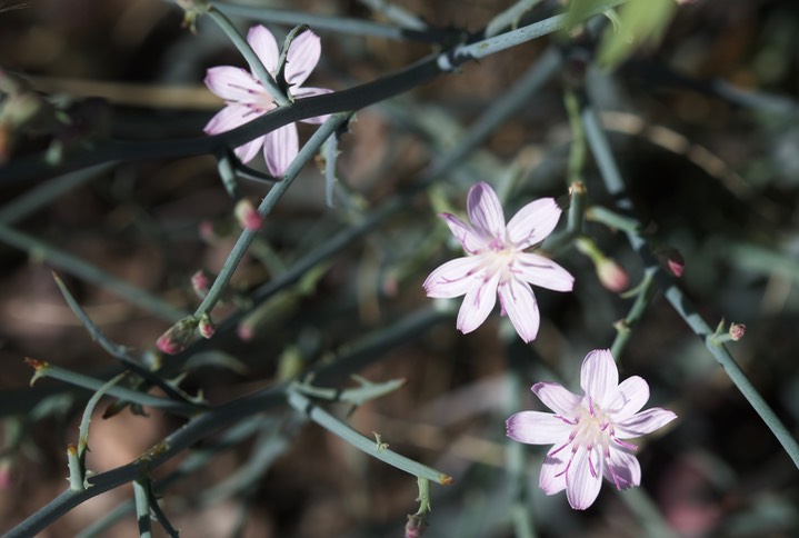 Stephanomeria pauciflora, Wire Lettuce1