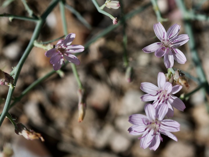 Stephanomeria pauciflora, Wire Lettuce