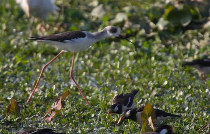 Stilt, Black-winged  Himantopus himantopus