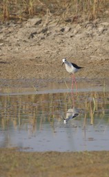 Stilt, Black-winged a