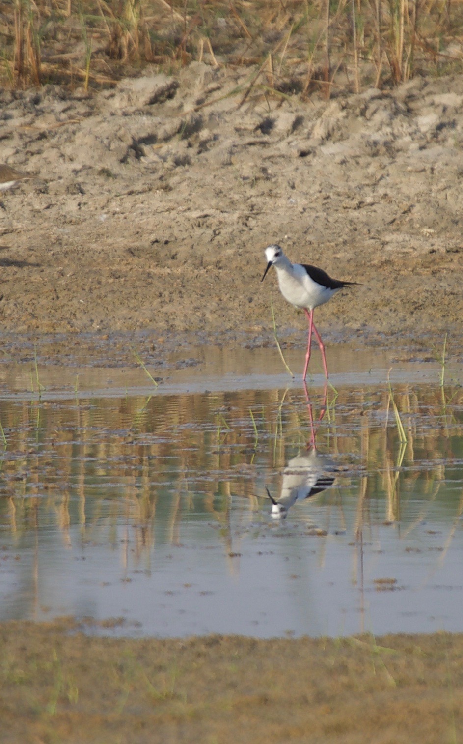 Stilt, Black-winged a