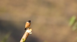 Stonechat, Siberian 1