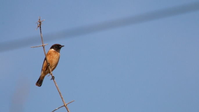 Stonechat, Siberian