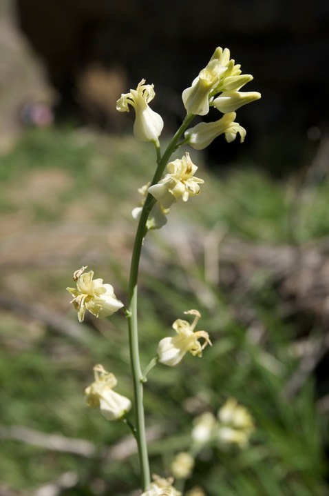 Streptanthus carinatus1