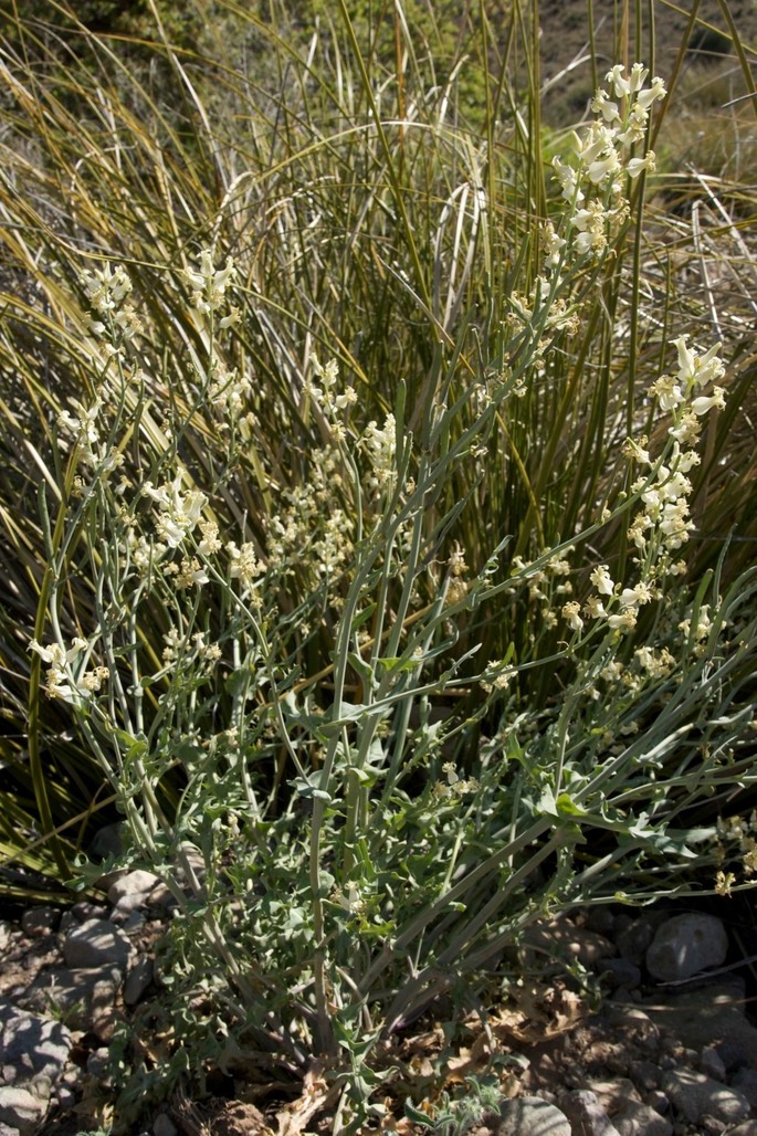Streptanthus carinatus2