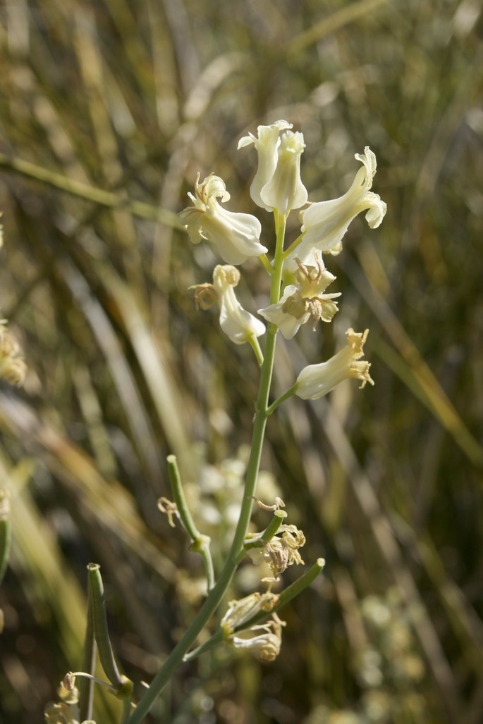 Streptanthus carinatus4