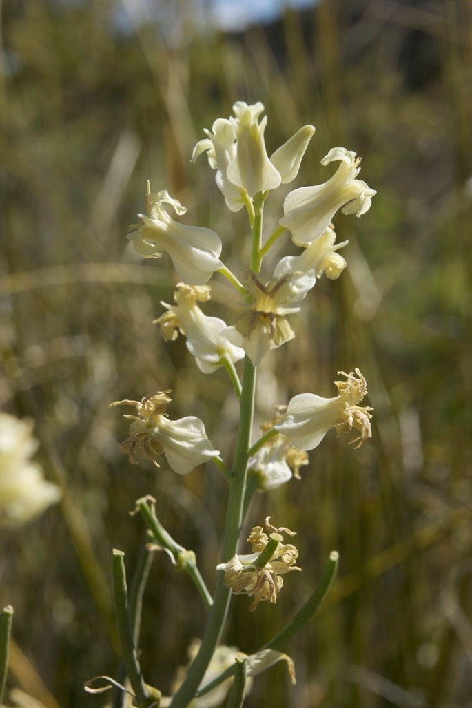 Streptanthus carinatus6