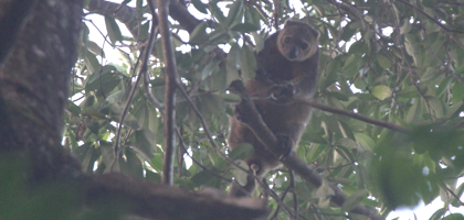 Sulawesi Bear Cuscus