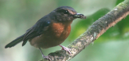 Sulawesi Blue-Flycatcher