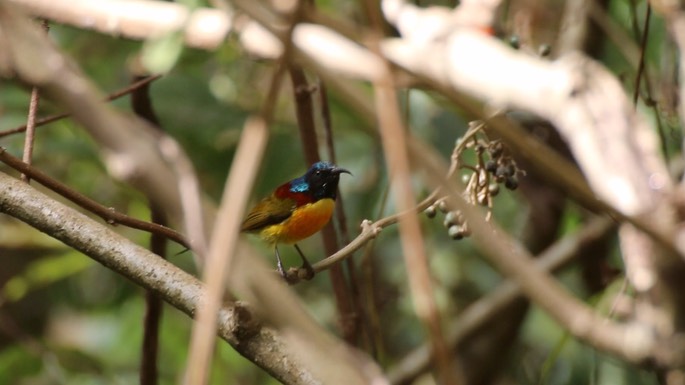 Sunbird, Green-tailed 1